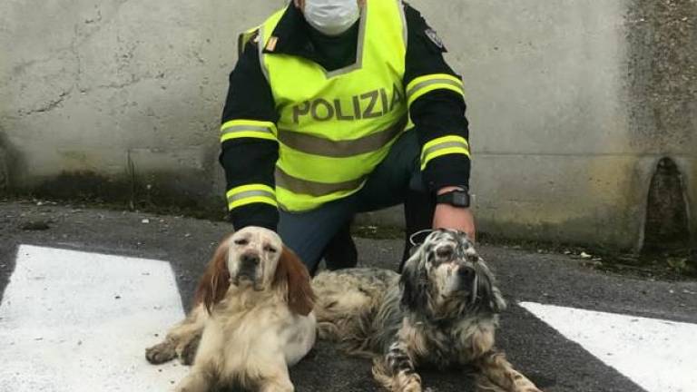 La polizia stradale salva 2 cani al casello A14 di Cesena Nord La polizia stradale salva 2 cani al casello A14 di Cesena Nord