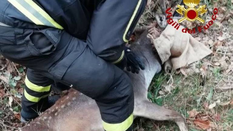 Salvati due daini finiti in una buca a Poggio alla Lastra Salvati due daini finiti in una buca a Poggio alla Lastra