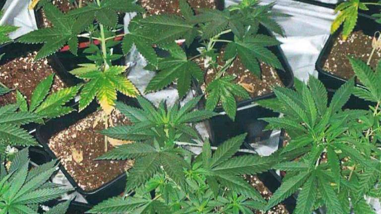 Forlì, coltivava marijuana in casa: denunciato Forlì, coltivava marijuana in casa: denunciato