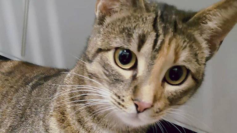 Bloccato per giorni sull’albero, salvo il “gatto scalatore” Bloccato per giorni sull’albero, salvo il “gatto scalatore”