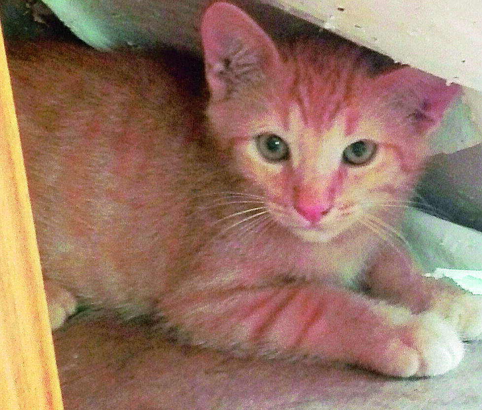 Tre gatti in cerca di un nuovo tetto | Ravenna Tre gatti in cerca di un nuovo tetto | Ravenna