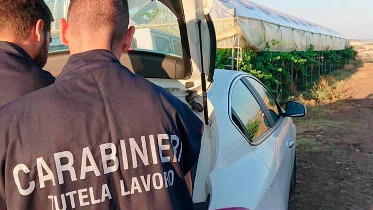 Ravenna, irregolarità nelle aziende agricole, multe per 20mila euro e sospensione per un’attività Ravenna, irregolarità nelle aziende agricole, multe per 20mila euro e sospensione per un’attività