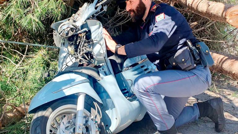 Rimini, pino crolla su una donna che viaggia in scooter a Marina centro GALLERY Rimini, pino crolla su una donna che viaggia in scooter a Marina centro GALLERY