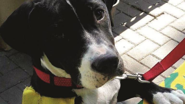 Cani spariti, emergenza furti. Dal mercato ai combattimenti Cani spariti, emergenza furti. Dal mercato ai combattimenti
