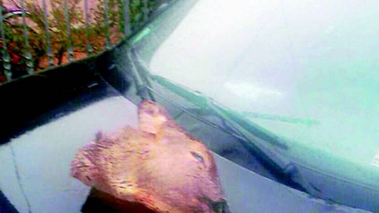 Testa di daino sul cofano dell'auto Testa di daino sul cofano dell'auto