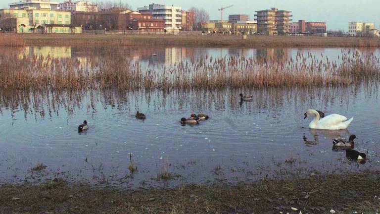 Micro-alga killer fa strage nel lago Micro-alga killer fa strage nel lago