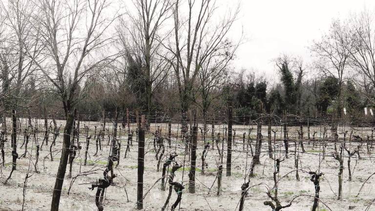 Argini rotti e campi allagati Argini rotti e campi allagati