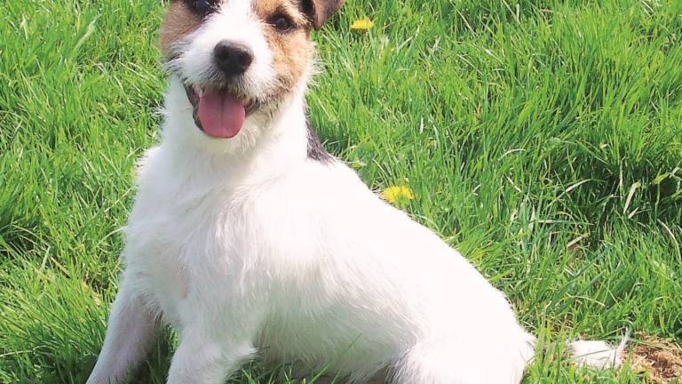 Cane bruciato, spunta la pista del doping Cane bruciato, spunta la pista del doping