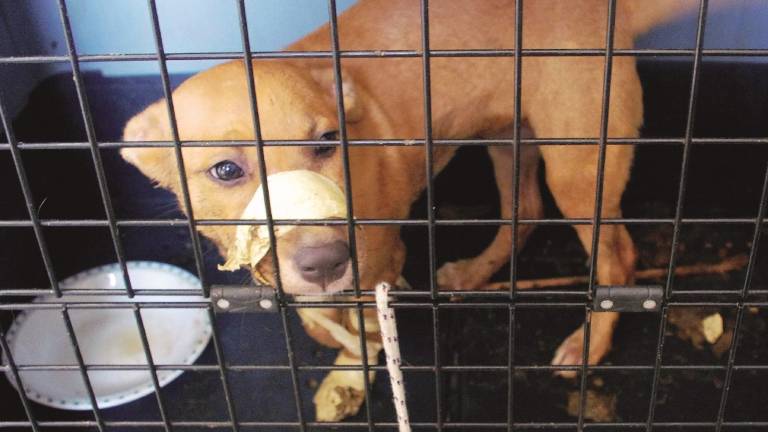 Cane chiuso in gabbia col muso bloccato dal nastro adesivo Cane chiuso in gabbia col muso bloccato dal nastro adesivo