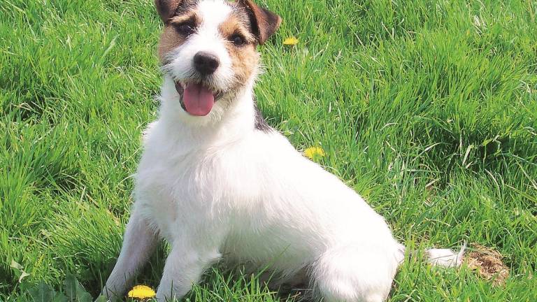 Litiga con la fidanzata e le brucia il cane Litiga con la fidanzata e le brucia il cane