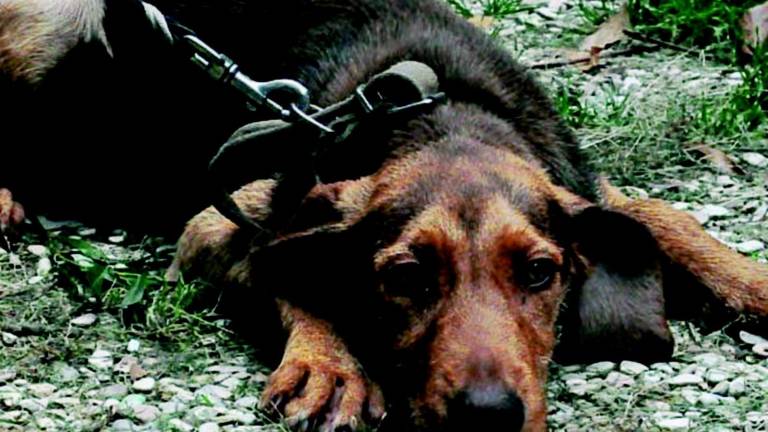 Fido può entrare nei bar e ristoranti ma solo se l'esercente ha locali separati Fido può entrare nei bar e ristoranti ma solo se l'esercente ha locali separati