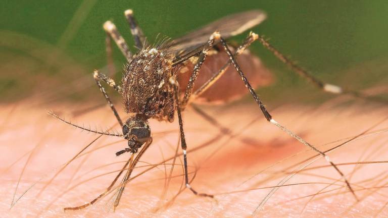 Dengue, l'Emilia Romagna non ferma le donazioni di sangue: Faremo test per lo screening del virus Dengue, l'Emilia Romagna non ferma le donazioni di sangue: Faremo test per lo screening del virus