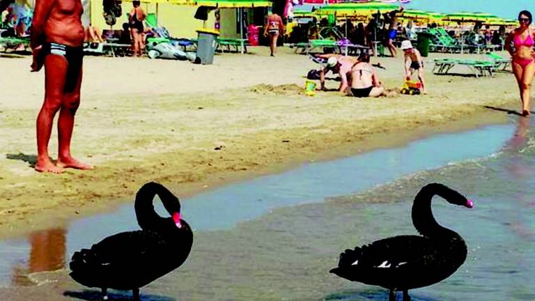 Due cigni neri in vacanza in Riviera Due cigni neri in vacanza in Riviera