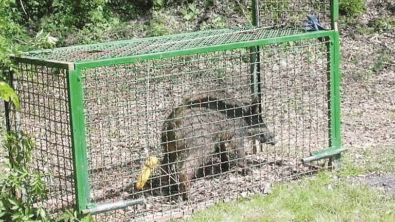 Patto anti cinghiali: la carne sarà venduta Patto anti cinghiali: la carne sarà venduta