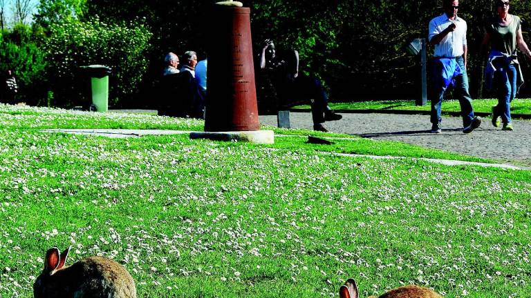 Conigli infetti, scattano di nuovo catture e polemiche Conigli infetti, scattano di nuovo catture e polemiche
