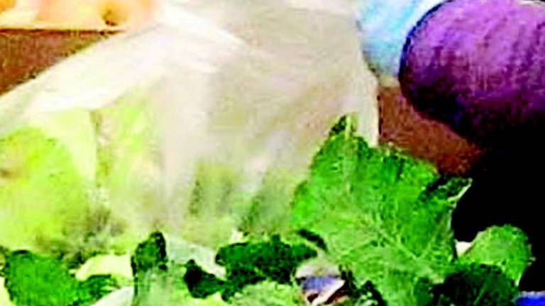 Insetti, schegge e mozziconi nell'insalata: 24 operai indagati Insetti, schegge e mozziconi nell'insalata: 24 operai indagati