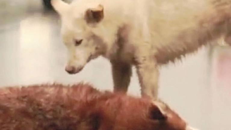 La morte in diretta su Facebook: quasi una regola per gli animali La morte in diretta su Facebook: quasi una regola per gli animali