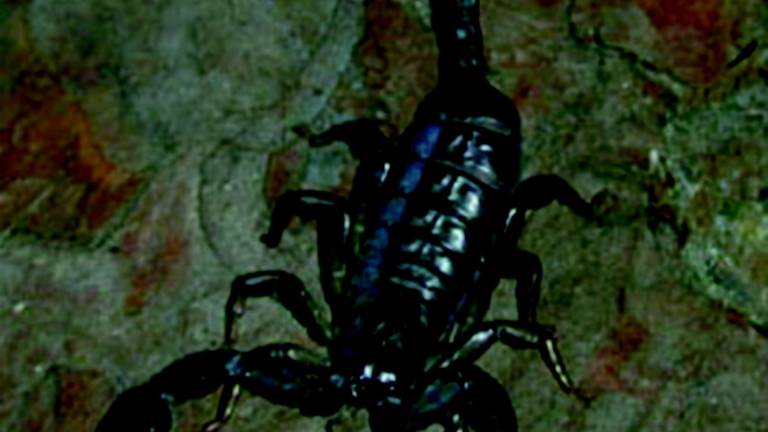 Punto da uno scorpione nel bagno di casa Punto da uno scorpione nel bagno di casa