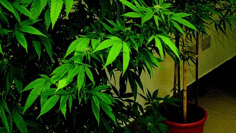 «Coltivo droga col permesso dei miei» «Coltivo droga col permesso dei miei»