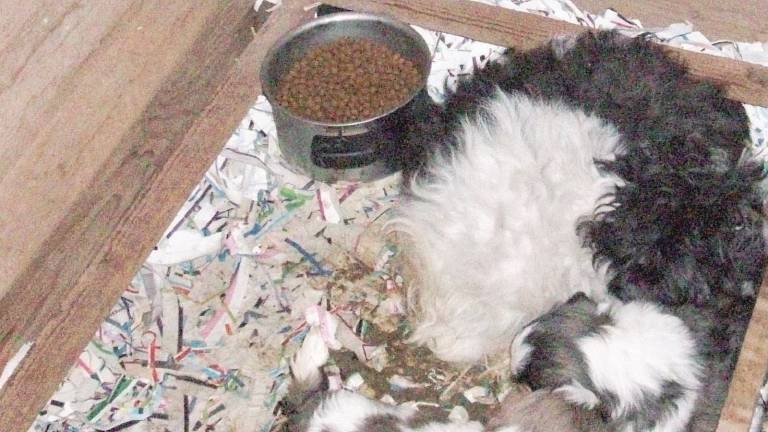 Scoperto allevamento abusivo di cani, scatta la multa Scoperto allevamento abusivo di cani, scatta la multa