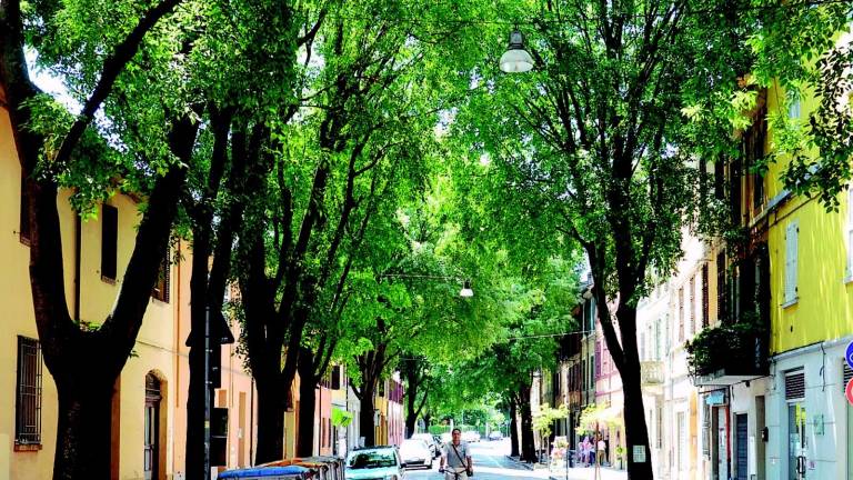 Non saranno tagliate le piante di corso Diaz Non saranno tagliate le piante di corso Diaz