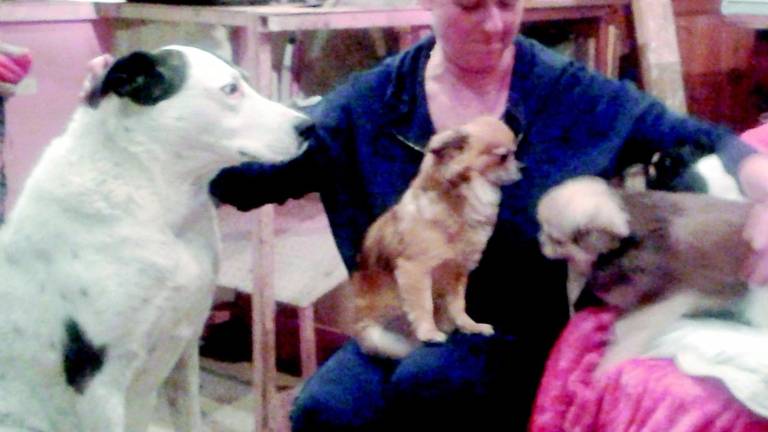 Cagnolino rubato cinque anni fa ritrovato a Padova Cagnolino rubato cinque anni fa ritrovato a Padova