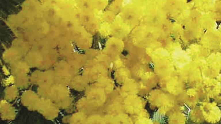 Condannata nel giorno della festa della donna per il furto di mimose Condannata nel giorno della festa della donna per il furto di mimose