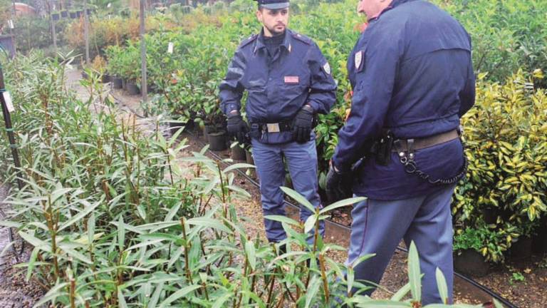 Operazione Evergreen, smantellato giro di droga da vent'anni sulla piazza Operazione Evergreen, smantellato giro di droga da vent'anni sulla piazza