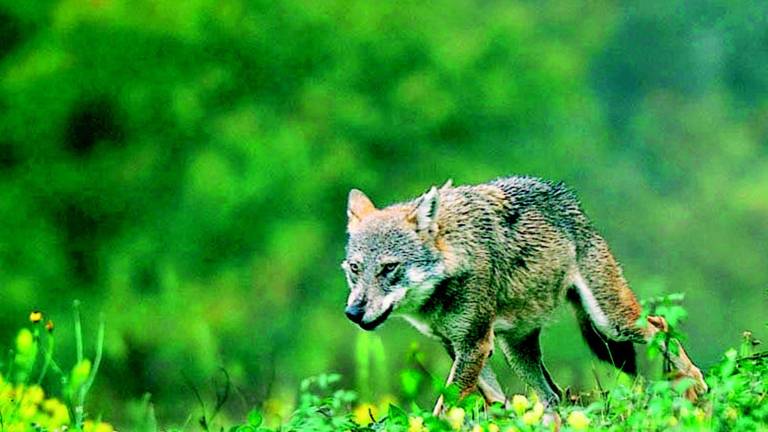 Lupi nel Parco nazionale Una decina i branchi censiti Lupi nel Parco nazionale Una decina i branchi censiti