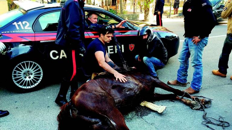Cavallo imbizzarrito sfreccia tra la gente Cavallo imbizzarrito sfreccia tra la gente