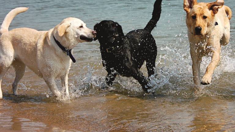 Cani, da oggi si fa il bagno in mare Cani, da oggi si fa il bagno in mare