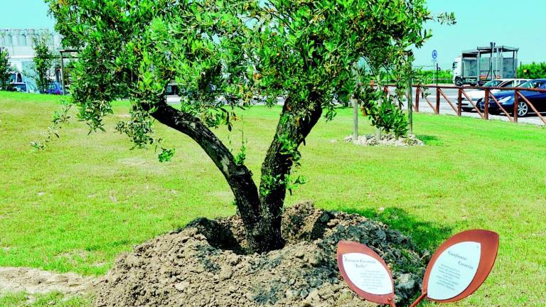 Un ulivo dedicato a Gianfranco e Lorenzo Cococcia Un ulivo dedicato a Gianfranco e Lorenzo Cococcia