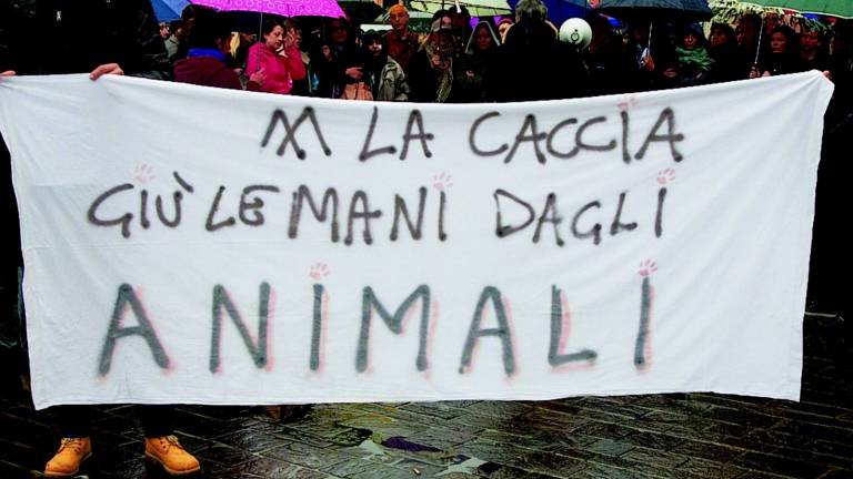 Daini, prove generali per i cacciatori Daini, prove generali per i cacciatori