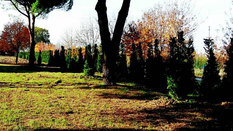 LA BATTAGLIA CONTRO GLI EFFETTI COLLATERALI Santa Giustina, 350 alberi contro la puzza LA BATTAGLIA CONTRO GLI EFFETTI COLLATERALI Santa Giustina, 350 alberi contro la puzza
