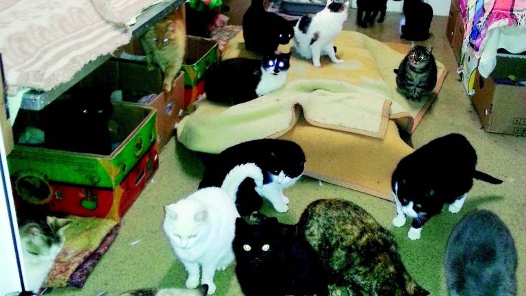 «Il gattile è al collasso e ci tolgono i fondi» «Il gattile è al collasso e ci tolgono i fondi»