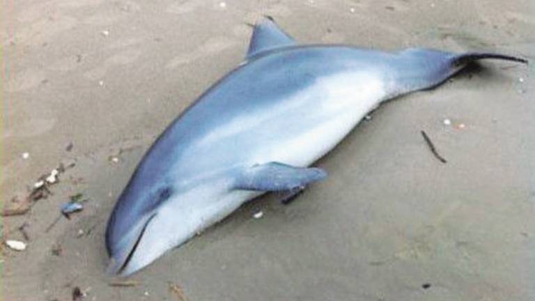 Delfino morto sulla spiaggia di Ponente. Delfino morto sulla spiaggia di Ponente.