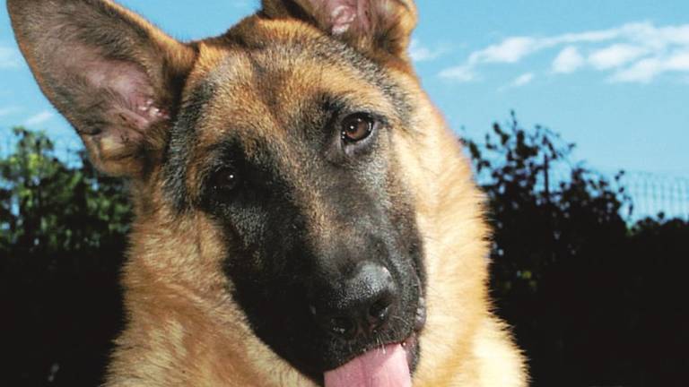 Cane lupo torturato, trovati i proprietari Cane lupo torturato, trovati i proprietari