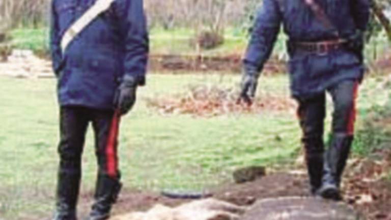 Lupo trovato morto in un campo Lupo trovato morto in un campo