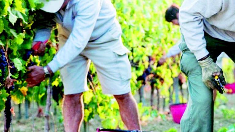 Multato per la vendemmia con gli amici Multato per la vendemmia con gli amici
