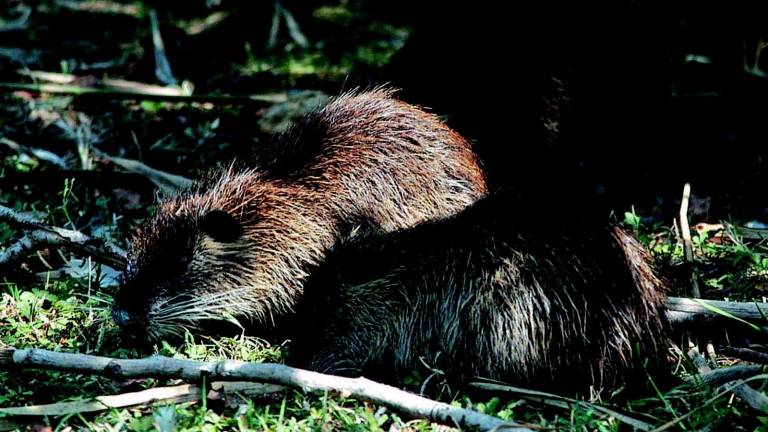 Nutrie, è una vera emergenza Nutrie, è una vera emergenza