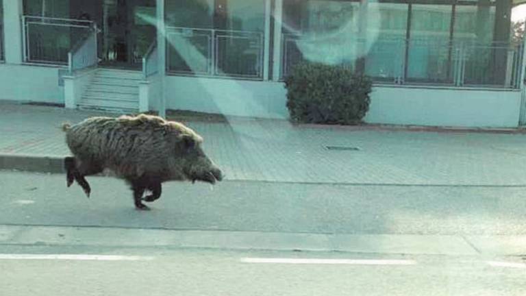 Cinghiale in fuga in città: abbattuto Cinghiale in fuga in città: abbattuto