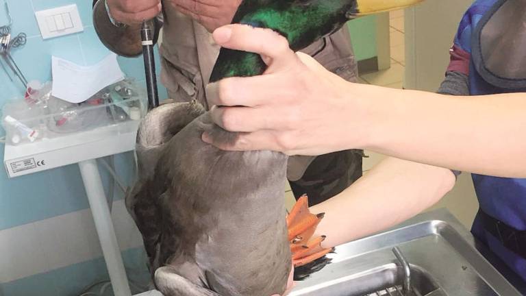 Germano reale trafitto da una freccia scagliata da una balestra Germano reale trafitto da una freccia scagliata da una balestra