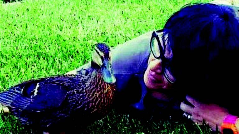 Scompare l'anatra di famiglia, appello di una coppia Scompare l'anatra di famiglia, appello di una coppia