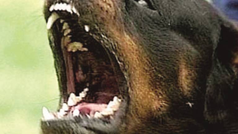 Rottweiler in libertà paura tra la gente Rottweiler in libertà paura tra la gente