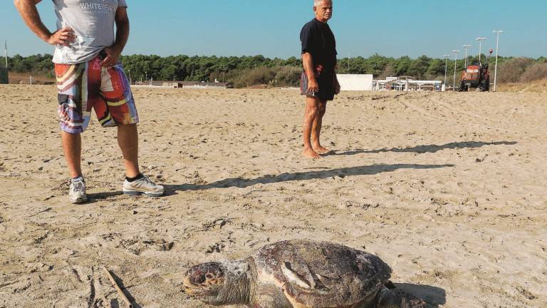 Tre tartarughe e un delfino morti Tre tartarughe e un delfino morti