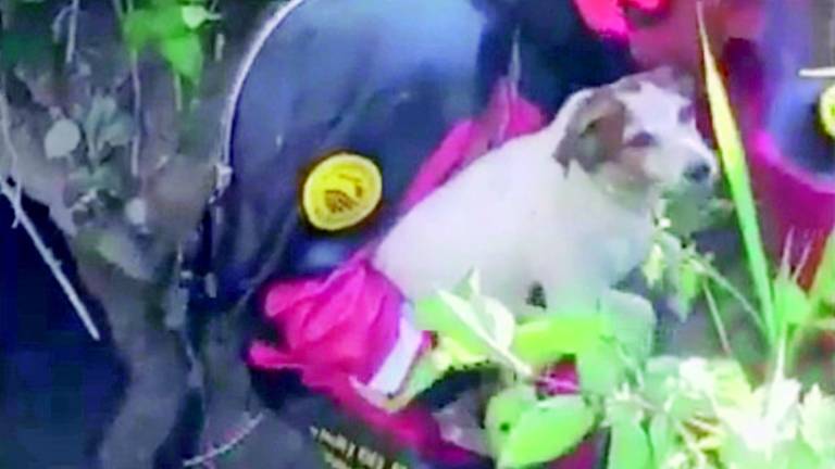 Cane nel Marecchia risucchiato da un tubo, salvato dai pompieri Cane nel Marecchia risucchiato da un tubo, salvato dai pompieri