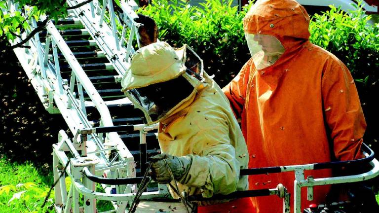 L'allarme degli apicoltori: migliaia di api allevate tra le case, grande pericolo L'allarme degli apicoltori: migliaia di api allevate tra le case, grande pericolo