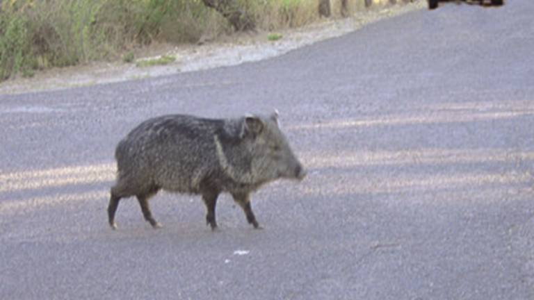 Cinghiale investito e ucciso da un'auto Cinghiale investito e ucciso da un'auto
