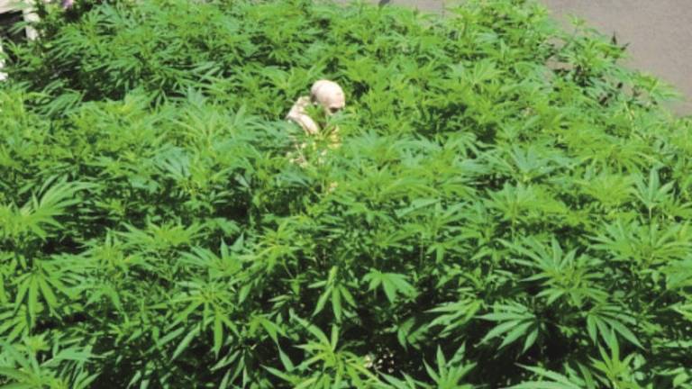 La statua di Padre Pio a sorvegliare la piantagione di droga La statua di Padre Pio a sorvegliare la piantagione di droga