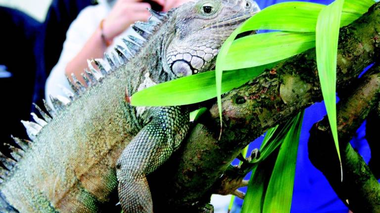 Animali in fiera, conoscenza e rispetto Animali in fiera, conoscenza e rispetto